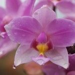 Spathoglottis unguiculata Flower