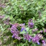 Nepeta × faassenii Floare