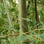 Salix caesia Ekosanga