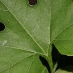 Cayaponia racemosa Leaf