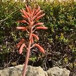 Aloe grandidentata Kvet