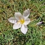 Colchicum alpinum Flower