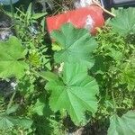 Althaea hirsuta Folha