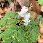 Dicentra canadensis Flower