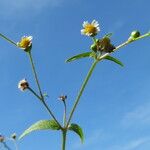 Galinsoga parviflora Habitus