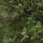 Crataegus orientalis Leaf