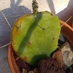 Opuntia strictaBlad