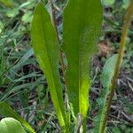 Leontodon tuberosus Hoja