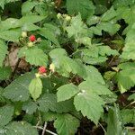 Rubus ursinus 葉