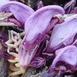 Lathraea clandestinaFlower