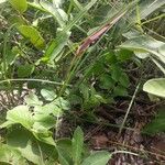 Ceropegia tavalla Συνήθη χαρακτηριστικά
