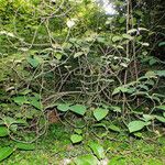 Viburnum lantanoides Staniste