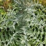 Silybum eburneum Hoja