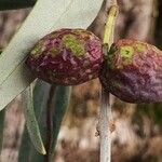 Olea europaea Fruit