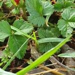 Potentilla pedata Ліст