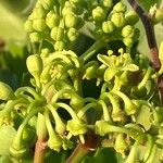 Cissus trifoliata Flor