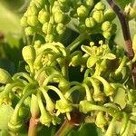 Cissus trifoliata Flower