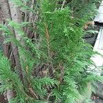 Thuja plicata 叶