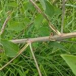 Smilax herbacea Kéreg