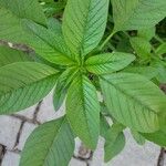 Amaranthus blitumLeaf