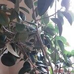 Ficus elastica Хабит