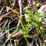 Carex pilosa Frunză