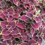 Coleus spp.Blatt