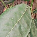 Ficus thonningii Φύλλο