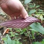 Gonzalagunia brenesii Leaf