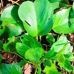 Ipomoea pes-caprae Leaf