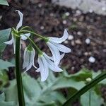 Allium triquetrum Floro