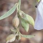 Bonamia spectabilis Sonstige