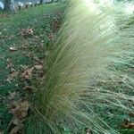 Muhlenbergia rigens 叶