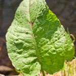 Rumex × acutus Hoja