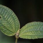 Miconia crenata Folla