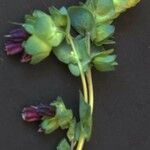 Cerinthe glabra Hábito