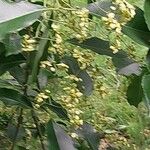 Euonymus carnosus Blomst