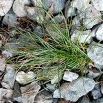 Festuca heterophylla Blatt