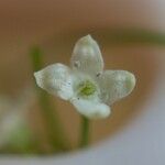 Galium rotundifolium Çiçek
