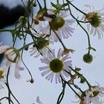 Erigeron speciosus Цветок