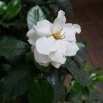 Gardenia jasminoides Kukka