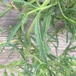 Cakile maritima 葉