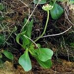 Primula auricula List