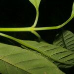 Chrysochlamys glauca Hoja