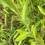 Erigeron strigosus Leaf