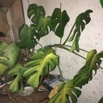 Monstera deliciosa 叶