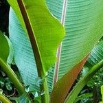 Musa sikkimensis पत्ता