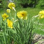 Narcissus cyclamineus Çiçek