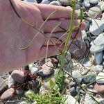 Sisymbrium altissimum Blatt