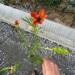 Adonis aestivalis Blüte